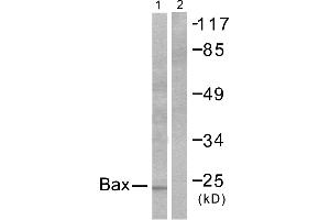 Western blot analysis of extracts from 293 cells, using Bax antibody (#C0132). (BAX 抗体)