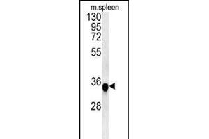 FA49A Antibody (N-term) (ABIN651554 and ABIN2840298) western blot analysis in mouse spleen tissue lysates (35 μg/lane). (FAM49A 抗体  (N-Term))