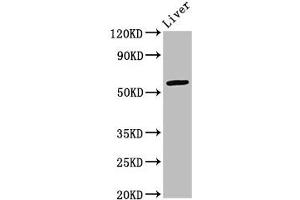 Western Blot Positive WB detected in: Mouse liver tissue All lanes: ARID3A antibody at 2. (ARID3A 抗体  (AA 26-137))