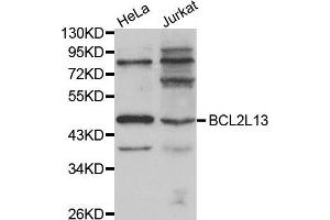 Western blot analysis of extracts of various cell lines, using BCL2L13 antibody (ABIN5970460). (BCL2L13 抗体)