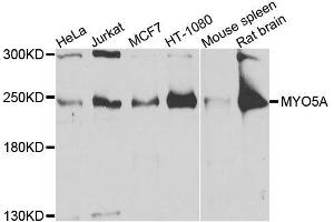 Western blot analysis of extracts of various cell lines, using MYO5A antibody (ABIN6003562) at 1/1000 dilution. (MYO5A 抗体)