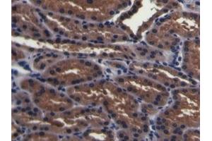 Detection of PMSA in Porcine Kidney Tissue using Polyclonal Antibody to Prostate-specific Membrane Antigen (PMSA) (PSMA 抗体  (AA 275-588))