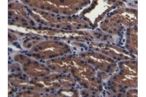 Detection of PMSA in Porcine Kidney Tissue using Polyclonal Antibody to Prostate-specific Membrane Antigen (PMSA) (PSMA 抗体  (AA 275-588))