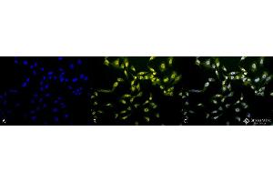Immunocytochemistry/Immunofluorescence analysis using Rabbit Anti-Phosphothreonine Polyclonal Antibody . (Phosphothreonine 抗体  (Biotin))
