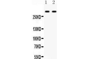 Anti- Versican Picoband antibody, Western blotting All lanes: Anti Versican  at 0. (Versican 抗体  (N-Term))
