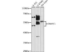 Western blot analysis of extracts of various cell lines, using SN antibody (ABIN7270367) at 1:1000 dilution. (SNAPC1 抗体  (AA 1-368))