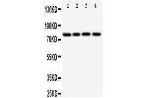 Western Blotting (WB) image for anti-Sp4 Transcription Factor (SP4) (AA 29-44), (N-Term) antibody (ABIN3043013) (SP4 抗体  (N-Term))