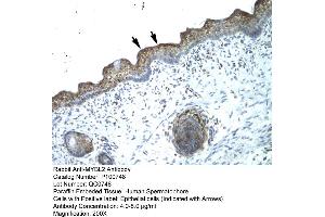 Human Spermatophore (MYBL2 抗体  (N-Term))