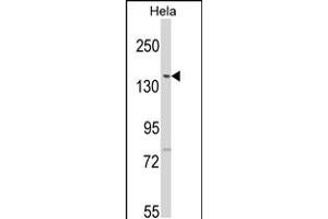 Western blot analysis of LTK2 N-term in Hela cell line lysates (35ug/lane) (LMTK2 抗体  (N-Term))
