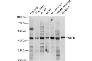 Western blot analysis of extracts of various cell lines, using GRPR antibody (ABIN3017021, ABIN3017022, ABIN3017023 and ABIN6219927) at 1:3000 dilution. (GRPR 抗体  (AA 235-384))