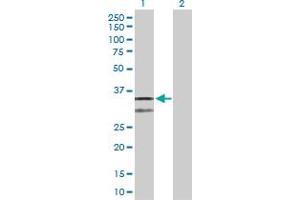 Western Blotting (WB) image for anti-Cytochrome C1 (CYC1) (AA 1-325) antibody (ABIN514809)