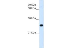 Western Blotting (WB) image for anti-Homeobox A7 (HOXA7) antibody (ABIN2463109) (HOXA7 抗体)