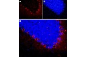 Expression of neuropeptide Y2 receptor in rat cerebellum - Immunohistochemical staining of frozen section of rat cerebellum using Anti-NPY2R Antibody (ABIN7043373, ABIN7044670 and ABIN7044671), (1:100). (NPY2R 抗体  (Intracellular))