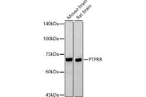 Western blot analysis of extracts of various cell lines, using PTPRR antibody (ABIN7269711) at 1:1000 dilution. (PTPRR 抗体)