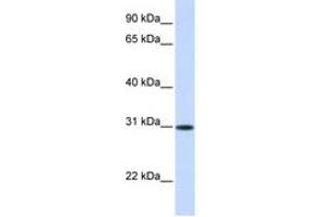 Image no. 1 for anti-Activating Transcription Factor 5 (ATF5) (AA 180-229) antibody (ABIN6744226) (ATF5 抗体  (AA 180-229))