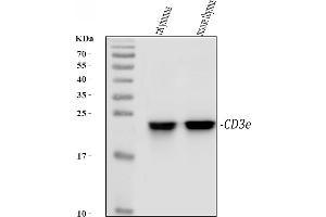 Western blot analysis of CD3 epsilon/Cd3e using anti-CD3 epsilon/Cd3e antibody (ABIN7600665).