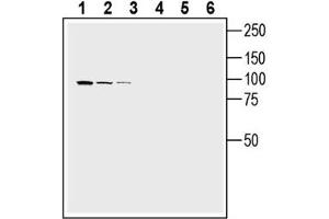 Western blot analysis of mouse  microglia cell line lysate (lanes 1 and 4), mouse  T-cell lymphoma cell line lysate (lanes 2 and 5) and mouse P815 mastocytoma cell line lysate (lanes 3 and 6):1-3.