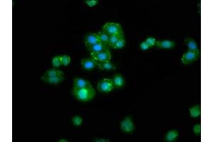 Immunofluorescence staining of HepG2 cells with ABIN7168325 at 1:300, counter-stained with DAPI. (RBMS3 抗体  (AA 372-437))