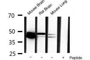 Western blot analysis of extracts of various celllines,using erk1/2 antibody. (ERK1/2 抗体)