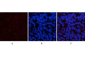 Immunofluorescence analysis of mouse spleen tissue. (PDGFRA 抗体)