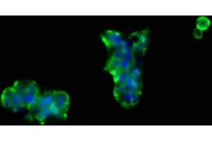 Immunofluorescence staining of 293 cells with ABIN7161362 at 1:66, counter-stained with DAPI. (NrCAM 抗体  (AA 1194-1299))