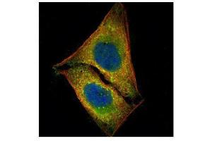 ICC/IF Image Confocal immunofluorescence analysis (Olympus FV10i) of paraformaldehyde-fixed U2OS, using STK4, antibody (Green) at 1:500 dilution. (STK4 抗体  (C-Term))