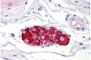 Human Small Intestine, Submucosal Plexus: Formalin-Fixed, Paraffin-Embedded (FFPE) (RAD51AP1 抗体  (AA 273-335))