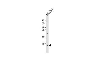 Anti-GNG5 Antibody (C-Term) at 1:1000 dilution + MOLT-4 whole cell lysate Lysates/proteins at 20 μg per lane. (GNG5 抗体  (AA 34-63))