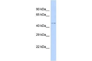 Host:  Rabbit  Target Name:  HNF1A  Sample Type:  293T Whole Cell lysates  Antibody Dilution:  1. (HNF1A 抗体  (C-Term))