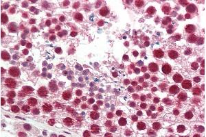 ABIN1781995 (5µg/ml) staining of paraffin embedded Human Testis. (HNRNPA2B1 抗体  (Internal Region))