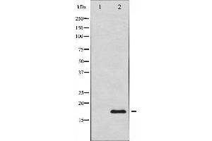 Calmodulin 1 抗体