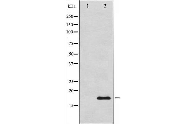 Calmodulin 1 抗体