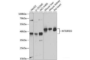 Western blot analysis of extracts of various cell lines using MTERFD3 Polyclonal Antibody at dilution of 1:1000.