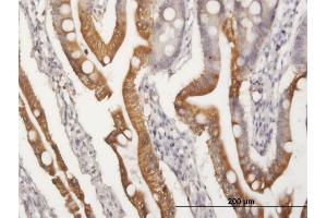 Immunoperoxidase of purified MaxPab antibody to APOA4 on formalin-fixed paraffin-embedded human small Intestine. (APOA4 抗体  (AA 1-396))