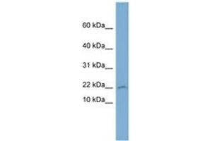 Image no. 1 for anti-Prostaglandin E Synthase 3 (Cytosolic) (PTGES3) (C-Term) antibody (ABIN6744259)