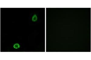 Immunofluorescence analysis of A549 cells, using ABCA13 Antibody. (ABCA13 抗体  (AA 2251-2300))