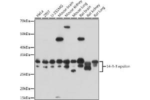Western blot analysis of extracts of various cell lines, using 14-3-3 epsilon antibody (ABIN3021320, ABIN3021321, ABIN3021322 and ABIN6214879) at 1:3000 dilution. (YWHAE 抗体  (AA 1-255))