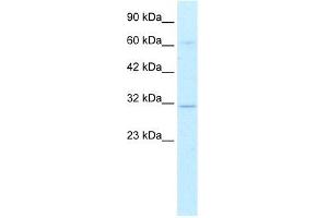 Human HepG2; WB Suggested Anti-DBP Antibody Titration: 0. (DBP 抗体  (Middle Region))