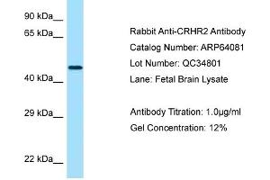 Western Blotting (WB) image for anti-Corticotropin Releasing Hormone Receptor 2 (CRHR2) (N-Term) antibody (ABIN970453) (CRHR2 抗体  (N-Term))