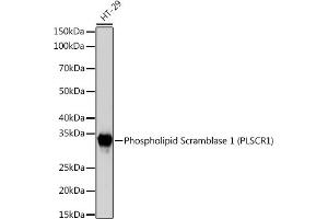 Western blot analysis of extracts of HT-29 cells, using Phospholipid Phospholipid Scramblase 1 (PLSCR1) (PLSCR1) Rabbit mAb (ABIN7269354) at 1:1000 dilution. (PLSCR1 抗体)