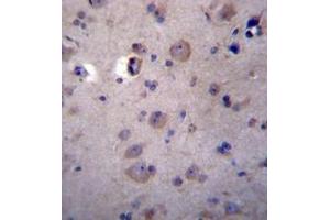 Immunohistochemistry analysis in formalin fixed and paraffin embedded human brain tissue reacted with Heparanase-2 / HPA2 Antibody (C-term) followed by peroxidase conjugation of the secondary antibody and DAB staining. (Heparanase 2 抗体  (C-Term))