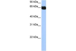 Western Blotting (WB) image for anti-NOP2/Sun Domain Family, Member 6 (NSUN6) antibody (ABIN2462357) (NSUN6 抗体)