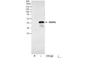 Immunoprecipitation (IP) image for anti-Nanog Homeobox (NANOG) antibody (ABIN2854880)