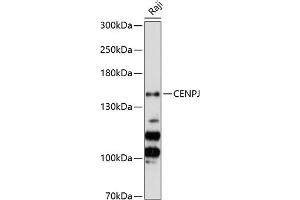 Western blot analysis of extracts of Raji cells, using CENPJ Antibody (ABIN6128980, ABIN6138409, ABIN6138410 and ABIN6224765) at 1:3000 dilution. (CENPJ 抗体  (AA 1069-1338))