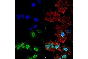 Immunocytochemistry/Immunofluorescence analysis using Mouse Anti-Alpha Synuclein Monoclonal Antibody, Clone 10H7 (ABIN5564084). (SNCA 抗体  (HRP))