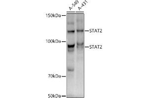 Western blot analysis of extracts of various cell lines, using ST antibody (ABIN1678782, ABIN3017845, ABIN3017846 and ABIN7101526) at 1:1000 dilution. (STAT2 抗体)