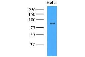 Western Blotting (WB) image for anti-K(lysine) Acetyltransferase 2A (KAT2A) (AA 411-837) antibody (ABIN487349) (KAT2A 抗体  (AA 411-837))