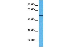 Host:  Rabbit  Target Name:  B3GALT2  Sample Tissue:  Mouse NIH 373 Whole Cell  Antibody Dilution:  1ug/ml (B3GALT2 抗体  (C-Term))