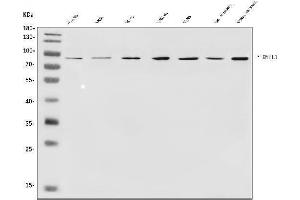 Western blot analysis of v-Myb/MYBL1 using anti-v-Myb/MYBL1 antibody (ABIN7600460).