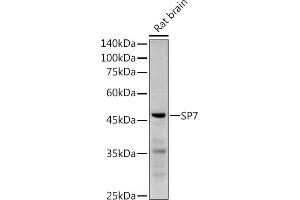 Western blot analysis of extracts of Rat brain, using SP7 antibody (ABIN7270510) at 1:1000 dilution. (SP7 抗体)